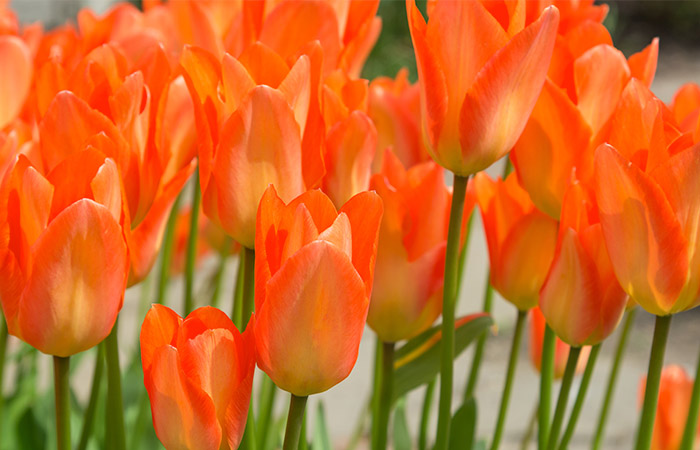 Bright orange tulips stand tall, blooming vibrantly. They are clustered together in a garden bed during the daytime, with green stems and leaves supporting the flowers.