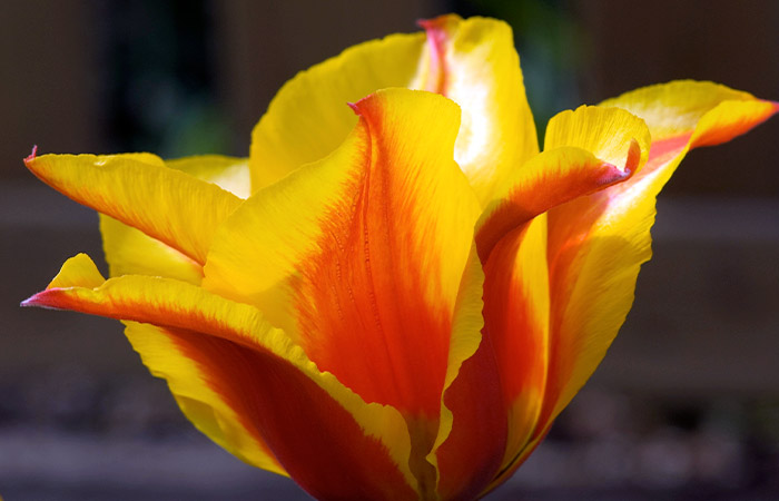 A vivid yellow and orange tulip blooms fully, its petals gracefully unfurling against a blurred background of dark hues and muted greens.