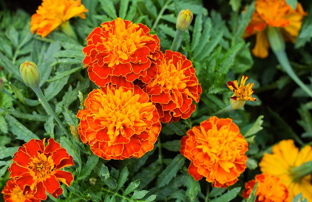 Bright orange marigold flowers cluster together in varied stages of bloom amid deep green leaves in a sunlit garden setting.