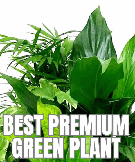 Best Premium Green Plant