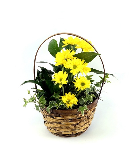 Small Daisy Basket Garden