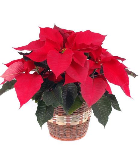 Holiday Special Red Poinsettia