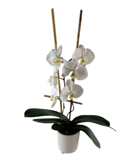 Phalaenopsis Orchid Plant