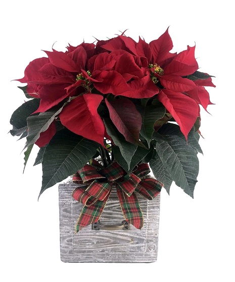 Season's Greetings Poinsettia