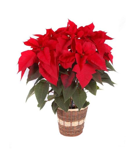 5 Bloom Red Poinsettia