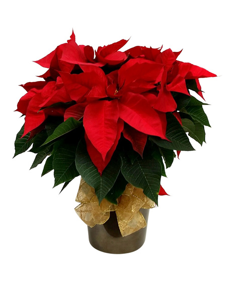 Holiday Special Red Poinsettia