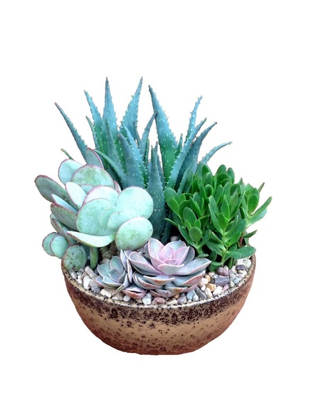 Succulent Garden - Large