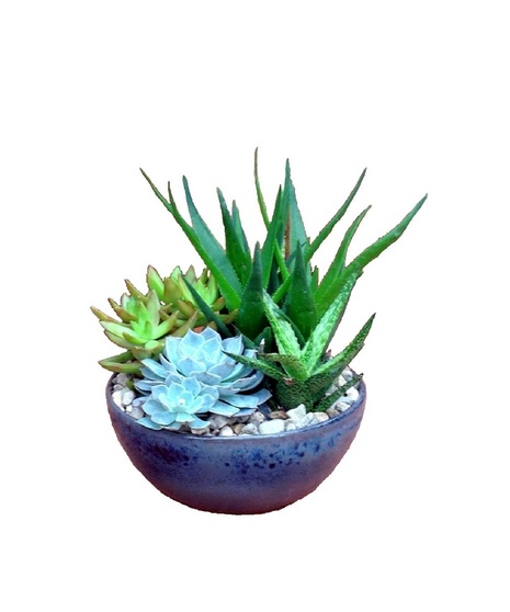 Succulent Garden - Medium