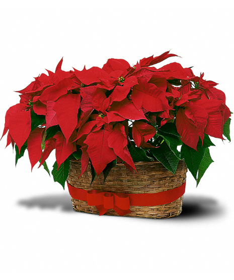 Double Poinsettia Basket