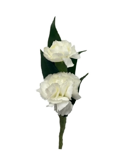 miniature carnation boutonniere in white