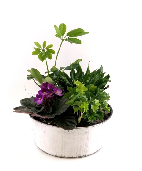 Medium Blooming Dish Garden