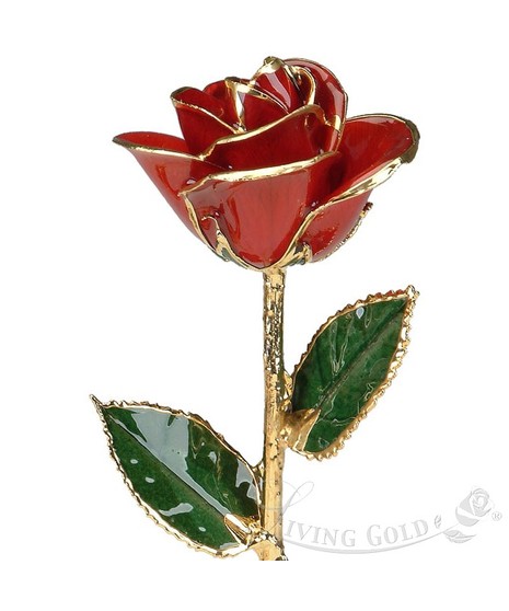 Red Rose Trimmed in Gold